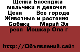 Щенки Басенджи ,мальчики и девочки › Цена ­ 1 - Все города Животные и растения » Собаки   . Марий Эл респ.,Йошкар-Ола г.